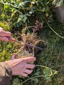 Celeriac has many small roots, so it is sometimes hard to pull from the ground. Once picked, Wendy cuts off the stringy roots from the bottom of the celeriac ball.