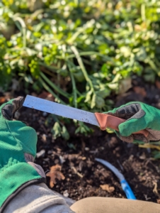 Ryan uses this straight edged harvesting knife to cut off the long leafy stalks and reveal the celeriac.