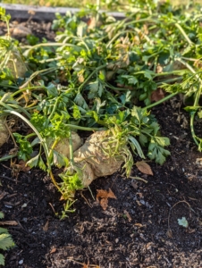 Among them, celeriac – also known as celery root, knob celery, and turnip-rooted celery. It is a variety of celery; however, while celery is grown for its succulent stalk and foliage, celeriac is cultivated for its edible and bulbous stem or hypocotyl, and shoots.