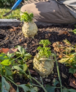 My half acre garden has produced bounties of wonderful vegetables this year. Even now that the weather is colder, we’re still able to harvest delicious organic produce.