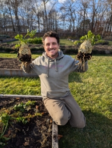 Ryan and Wendy harvested an entire bed and a half of delicious celeriac.