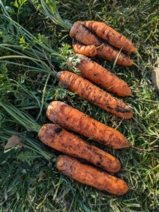 They also picked a good number of autumn carrots. These are sweeter than summer carrots because they matured in cooler conditions. Carrots convert stored starches into sugars to protect themselves from freezing. This process makes them sweeter and tastier.