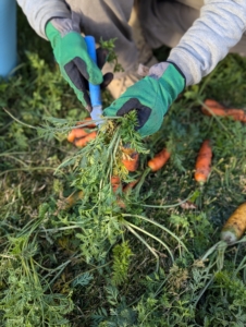 Ryan cuts off the tops leaving about two to three inches on each carrot.