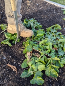 Next, Ryan moves to another bed to loosen the parsnips from the soil. Ryan is careful when he uses the pitchfork – one does not want to pierce the parsnips if possible.