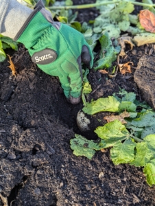 Here, a glimpse of what is to come out - looks like a big parsnip.