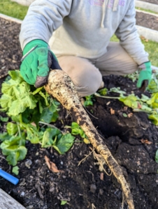 The parsnip is closely related to carrot and parsley, all belonging to the flowering plant family Apiaceae.