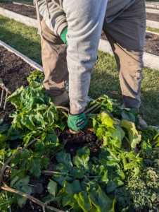 Once the soil surrounding the parsnips is loosened, Ryan pulls each parsnip carefully, much like harvesting carrots.