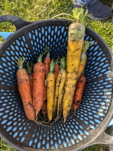 Carrots come in many colors, including orange, purple, red, white, and yellow.