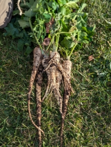 Parsnips have broad, hairless, ovate, compound pinnate leaves, up to six inches in length. These leaves and the stems can also be eaten or used to flavor soups and stews. Parsnips that are about eight to 10-inches long are the best tasting. They have thicker skin and a woodier center compared to carrots, but they are delicious cooked.