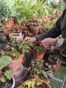 As part of the grooming process, using sharp snips Wendy gives the plants a slight pruning to encourage new growth and aeration.