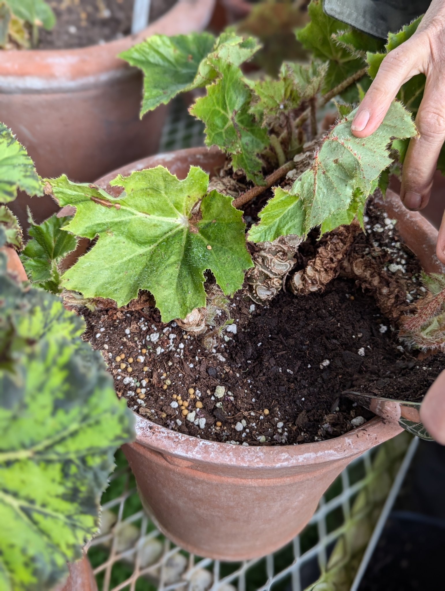 Grooming Begonias - The Martha Stewart Blog