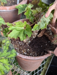 Begonias grow best in a light well-draining potting mix. Wendy top dresses each pot with a fresh layer. Any good quality light potting mix will work well. We use one from Miracle-Gro, which can be used for both indoor and outdoor container plants.