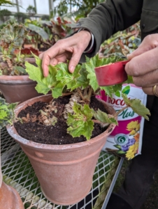 Wendy also gives each plant a sprinkling of fertilizer. This is Osmocote Smart-Release Plant Food Plus.