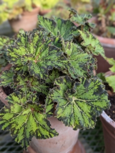 Rhizomatous begonias range from small, delicate plants with one-inch wide leaves to large, robust specimens with 12-inch wide leaves or more.