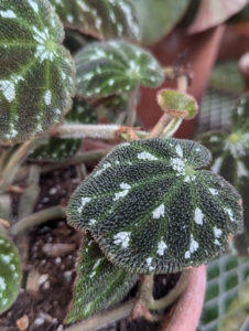 This interesting begonia has dark green leaves and white markings.