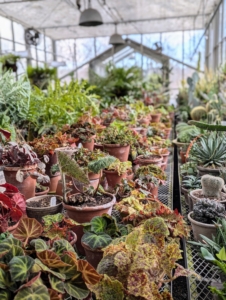 My growing collection of begonias is one of the first you see when entering my main greenhouse. I keep my begonias on a long, sliding table, so each plant is within easy reach. They are also placed where they get bright, indirect light.