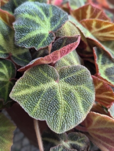 This is Begonia ‘Soli-mutata’. It is a compact medium-sized species from Brazil. The heart-shaped leaf colors vary depending on its exposure to bright light, which is why its common name is Sun Tan Begonia. Several of my ‘soli-mutata’ plants were grown from leaf cuttings off one parent plant.