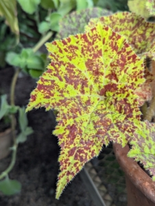 All begonias have oval-shaped leaves that can be spade-like with a pointed tip in some varieties. The leaves grow from the main stem in an “alternate” structure. This means they never grow opposite one another, but instead, each individual leaf emerges slightly higher on the stem than the previous one.