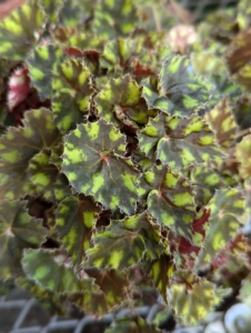 Begonias are native to tropical and subtropical climates, so many specimens are kept indoors as ornamental houseplants.