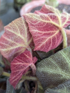 The undersides are a dark pink with light green veining.