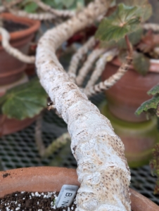 Because these plants store water in the rhizomes, which are their thick, fuzzy stems, it is important not to overwater them. Only water these plants when the top one-inch of soil feels dry. This is Begonia 'Northern Lights.' The stems are exceptionally thick and show the scars of felled leaves.