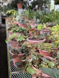 There is no end to the variety of leaf shape, color and texture in the begonia. Begonias make wonderful year-round houseplants. My collection of begonias continues to grow.