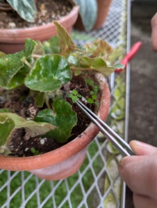 She uses these large tweezers to carefully pluck any weeds growing under the plant.