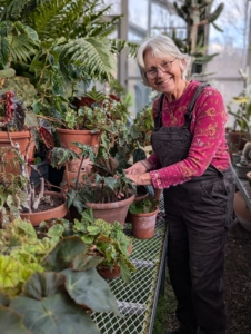 Here's Wendy tending the many plants. I have been collecting begonias for years. The genus begonia contains about 1500 different plant species and hundreds of hybrids.