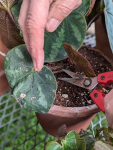 Any viable leaves that are trimmed or fall off are always saved for future rooting purposes. Begonia leaves root easily – just push its stem into potting soil, and keep it moist. After a few weeks, new leaves emerge.