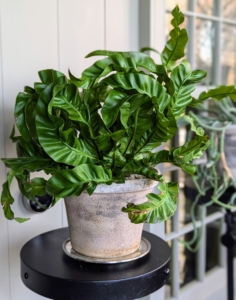 This is a Hurricane Bird's Nest Fern, also known as Asplenium antiquum, a tropical fern with distinctive, twisted fronds that resemble the eye of a hurricane.