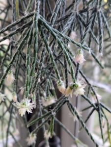 This is a potted rhipsalis, native to the rainforests of South America, the Caribbean and Central America. Rhipsalis is a cacti genus with approximately 35 distinct species. I have many types of rhipsalis growing in my greenhouse. Rhipsalis specimens have long, trailing stems making them perfect choices as indoor plants on pedestals or tall tables.