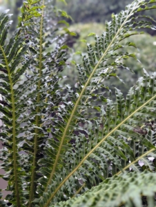 Here is another fern. Many ferns make wonderful, low-maintenance, undemanding houseplants that are well loved for their beautiful foliage.