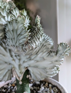 I also decorate with interesting and unusual potted plants. This is Euphorbia lactea, also known as a “Coral Cactus.” It is a species native to tropical Asia, mainly in India. The showy part of the plant, the section that resembles coral, is called the crest. The ridges are spiny, with short spines.