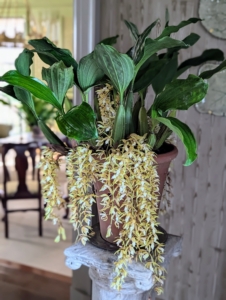 And here is a potted orchid in the corner. Houseplants are an inexpensive way to decorate a room. They complement any décor and work to filter out toxins and increase oxygen levels.