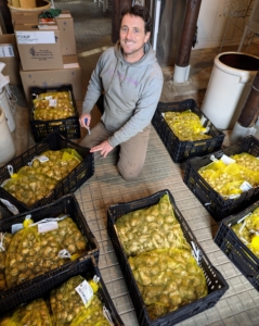 Here's my head gardener, Ryan McCallister, sorting all the bulbs in my garden library where it is cool, dry, and protected from direct sunlight and frost. Ryan organizes them by type and then by planting location.