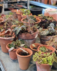 I have a large collection of beautiful begonias. I keep them on a long, sliding table where they can be watched closely and maintained in a temperature and humidity-controlled space. My head gardener, Ryan McCallister, pulled these begonias to be repotted.