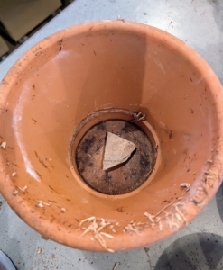 When repotting any plant, always place a clay shard over the hole in the bottom of the pot to help with drainage and to prevent any soil from falling out.