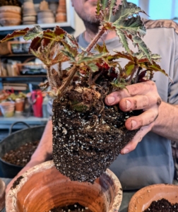 Ryan gently removes the begonia from its previous pot. This is a good root ball - neither rotted nor root bound.