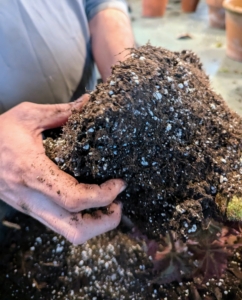 Because the root ball is healthy, Ryan doesn't have to do any excessive scarifying. He just teases and loosens the roots with his hands and places it into the new vessel.