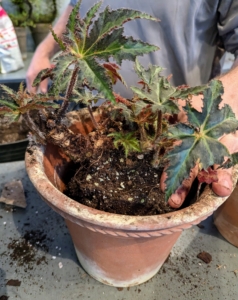 Select a new pot that's only one or two inches larger in diameter than the old one. This pot is a good size up for this plant.