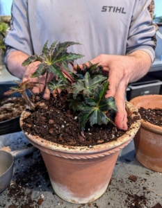 More potting mix is added around the plant until just under the rim of the pot.