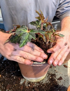 Ryan presses down slightly on the soil to ensure there is good contact between the plant and the potting mix.