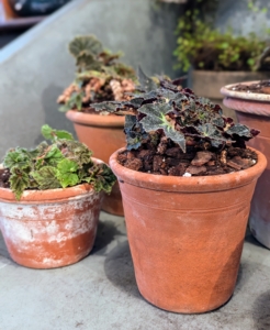 Here are three begonias all potted up in their new containers. It’s good to repot or change the soil every couple of years – potting mix elements break down over time and lose draining qualities and airspaces to hold oxygen.