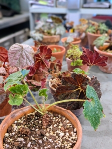 But the project has only just begun. There are so many more to do... Repotting begonias regularly to keep them in the best condition - it's a good thing.