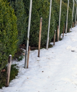 Small pieces of wood are pounded into the ground next to each steel ground stake. These short wooden pieces provide points at which the burlap can be secured.