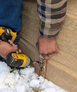 To secure the burlap cover tightly, Pete pulls down the burlap and attaches it to the ground stakes using wood strips and screws.