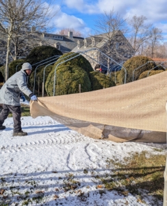 Once sewn, the new cover is brought to a designated section and slowly draped over the boxwood.