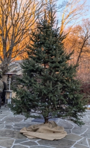 This tree was one of hundreds of small seedlings planted at my farm in 2009. It has grown so beautifully over the years. Days earlier, I personally selected this one to be cut down and donated to the Bedford Inn.