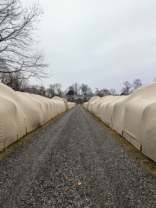 I’ve been “burlapping” for many years and find that this is really the most reliable way to protect my hedges and shrubs. Covering this allée with burlap gives me comfort that all will survive the winter unscathed. And it is so pretty to see all done. And this is just the beginning… the crew has already started “burlapping” another part of farm – wait and see where the “cover up” happens next.