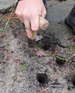 Each bulb is placed in a hole about three to five inches deep. The dibber is perfect for planting these bulbs.